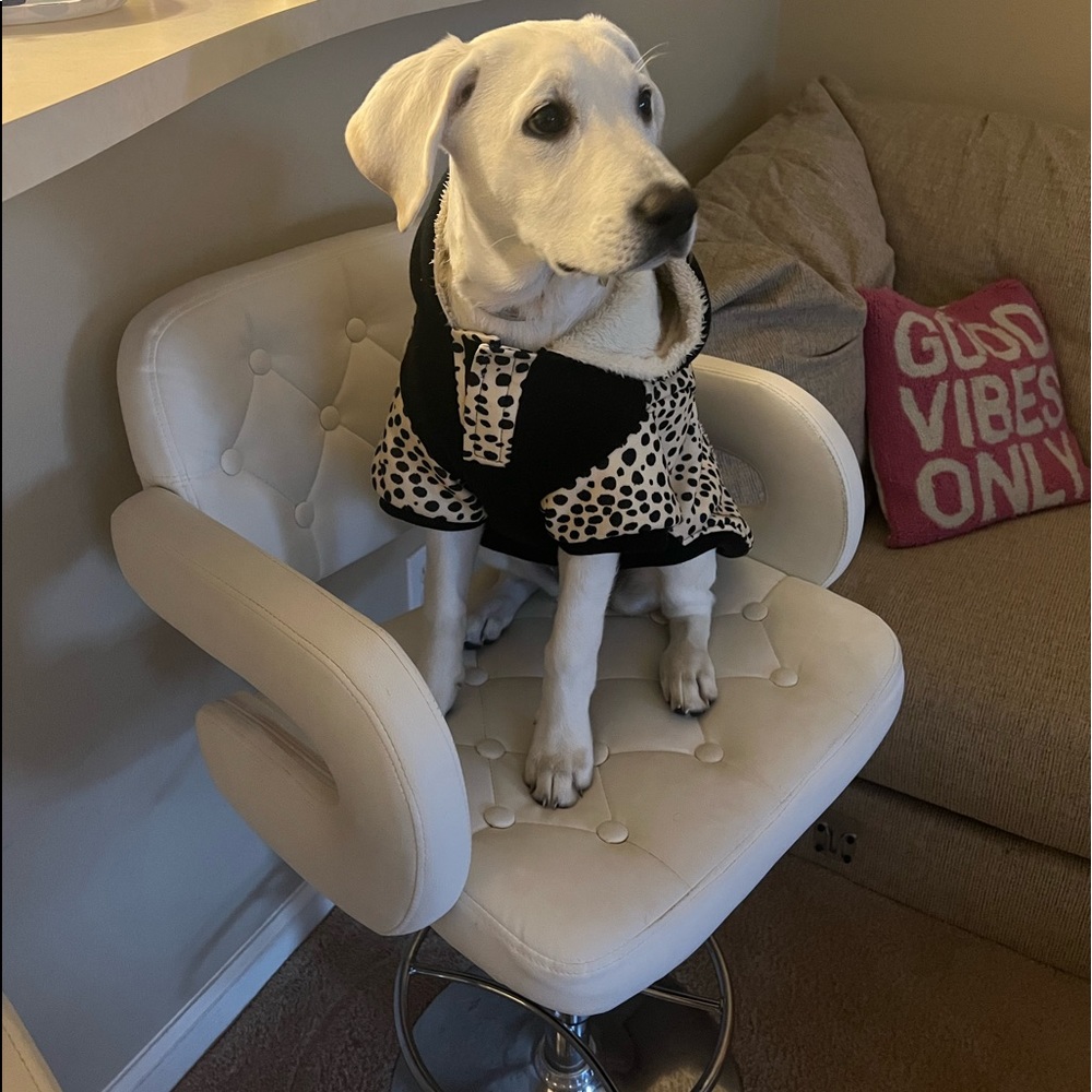 Dog hoodie